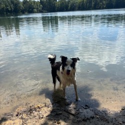 Hundeschule Vogt - Allie