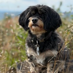 Hundeschule Vogt - Amy