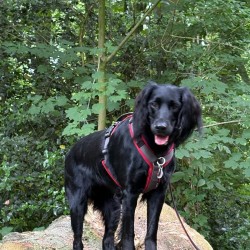 Hundeschule Vogt - Amy