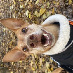 Hundeschule Vogt - Anni