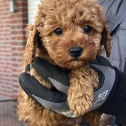 Hundeschule Vogt - Ari