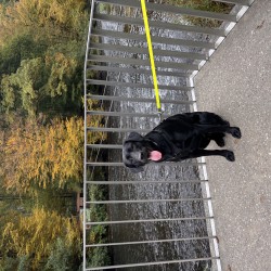 Hundeschule Vogt - Balou