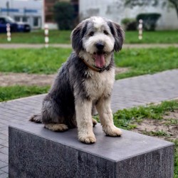 Hundeschule Vogt - Benno