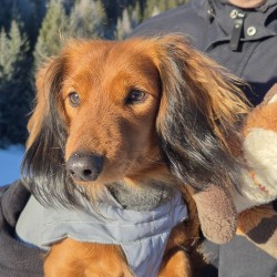 Hundeschule Vogt - Benny