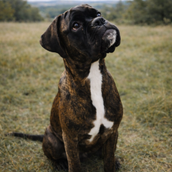 Hundeschule Vogt - Brüno