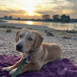 Hundeschule Vogt - Bobby