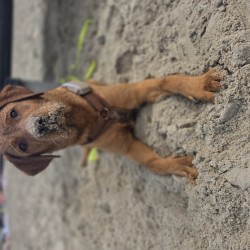 Hundeschule Vogt - Biene