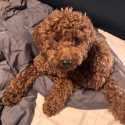 Hundeschule Vogt - Bobby
