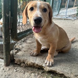 Hundeschule Vogt - Bobby