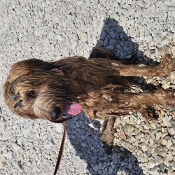 Hundeschule Vogt - Bond