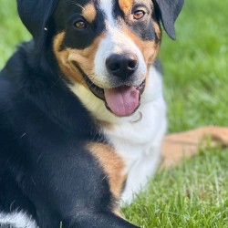 Hundeschule Vogt - Bruno