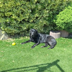Hundeschule Vogt - Buddy