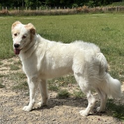 Hundeschule Vogt - Bumblebee