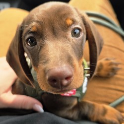 Hundeschule Vogt - Carl