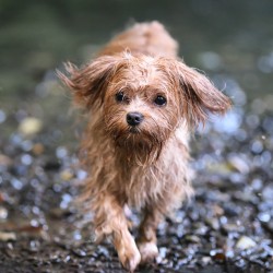 Hundeschule Vogt - Chadwick