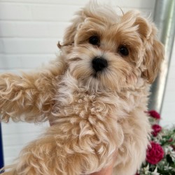 Hundeschule Vogt - Charlie
