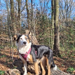 Hundeschule Vogt - Cleo