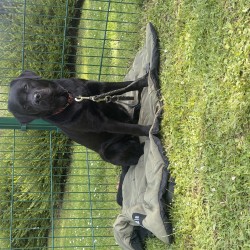 Hundeschule Vogt - Coco