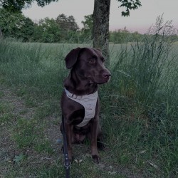 Hundeschule Vogt - Coco