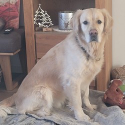 Hundeschule Vogt - Colin