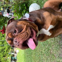 Hundeschule Vogt - Cooper