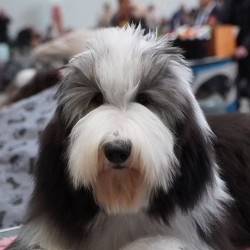 Hundeschule Vogt - Dakota