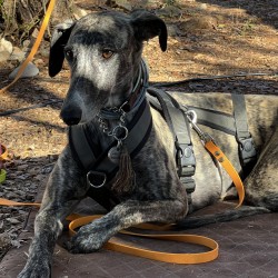 Hundeschule Vogt - Dancer