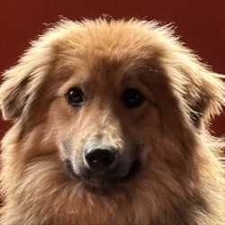 Hundeschule Vogt - Dania