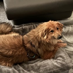 Hundeschule Vogt - Dania