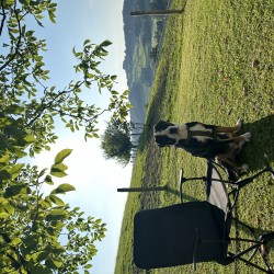 Hundeschule Vogt - Dante