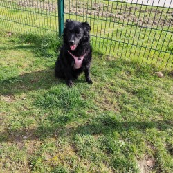 Hundeschule Vogt - Dina