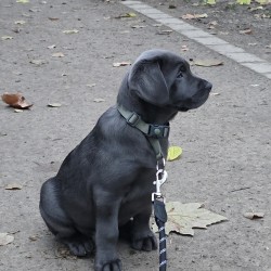 Hundeschule Vogt - Dobby