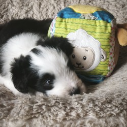 Hundeschule Vogt - Easy
