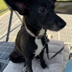 Hundeschule Vogt - Ebby