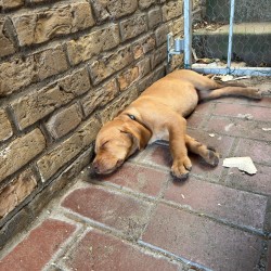 Hundeschule Vogt - Eddie
