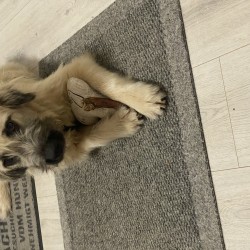 Hundeschule Vogt - Eki