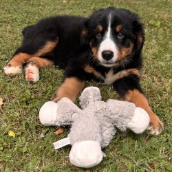 Hundeschule Vogt - Elly