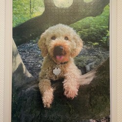 Hundeschule Vogt - Filou
