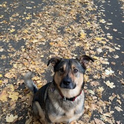 Hundeschule Vogt - Fridolin