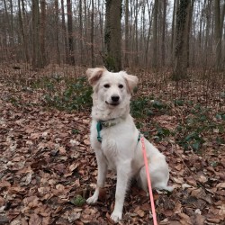 Hundeschule Vogt - Frieda