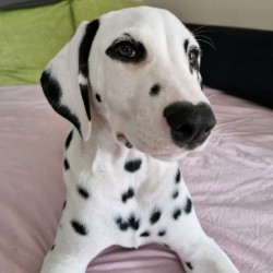 Hundeschule Vogt - Gazer