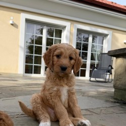 Hundeschule Vogt - George