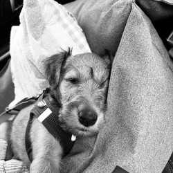 Hundeschule Vogt - Glenna