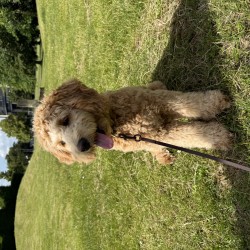 Hundeschule Vogt - Hailey