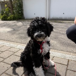 Hundeschule Vogt - Hella