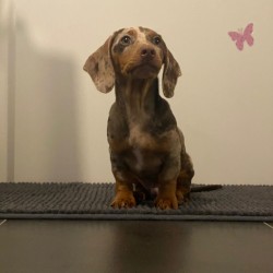 Hundeschule Vogt - Henry