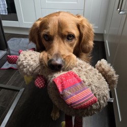 Hundeschule Vogt - Henry