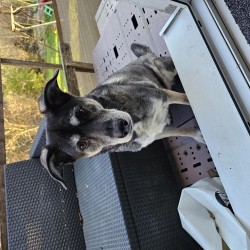 Hundeschule Vogt - Hexe