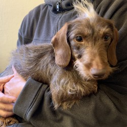 Hundeschule Vogt - Holly