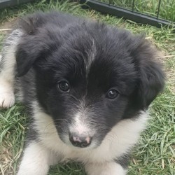 Hundeschule Vogt - Isla